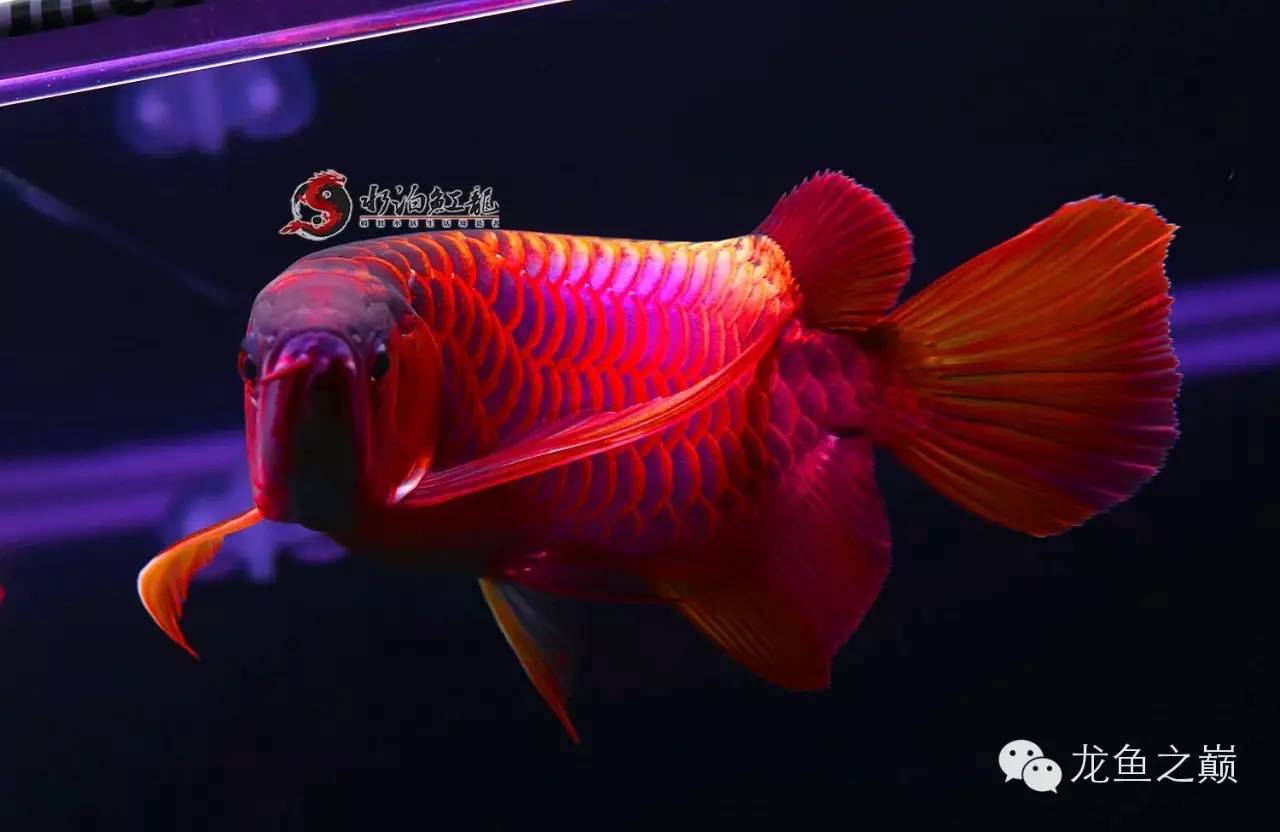 什么品种的红龙鱼最值得养,怎么才能养出好红龙