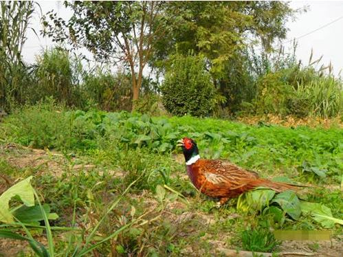 郭健羽毛球,郭健泰拳