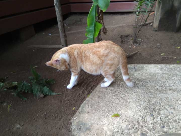 斐济这个国家怎么样,斐济免签哪些国家