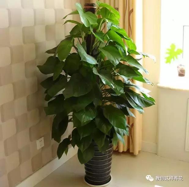 绿萝能用绳子捆上吗,绿萝扎根绳子的方法