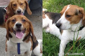 狗比格,比格狗长什么样子