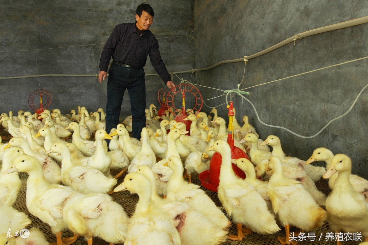 冬天散养蛋鸭高产方法,养蛋鸭大棚最简单便宜的方法