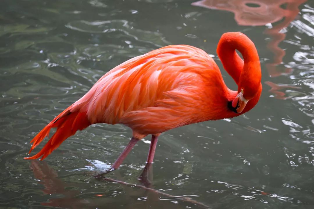 广州长隆野生动物园亲子跟拍,爸爸去哪儿广州长隆野生动物园