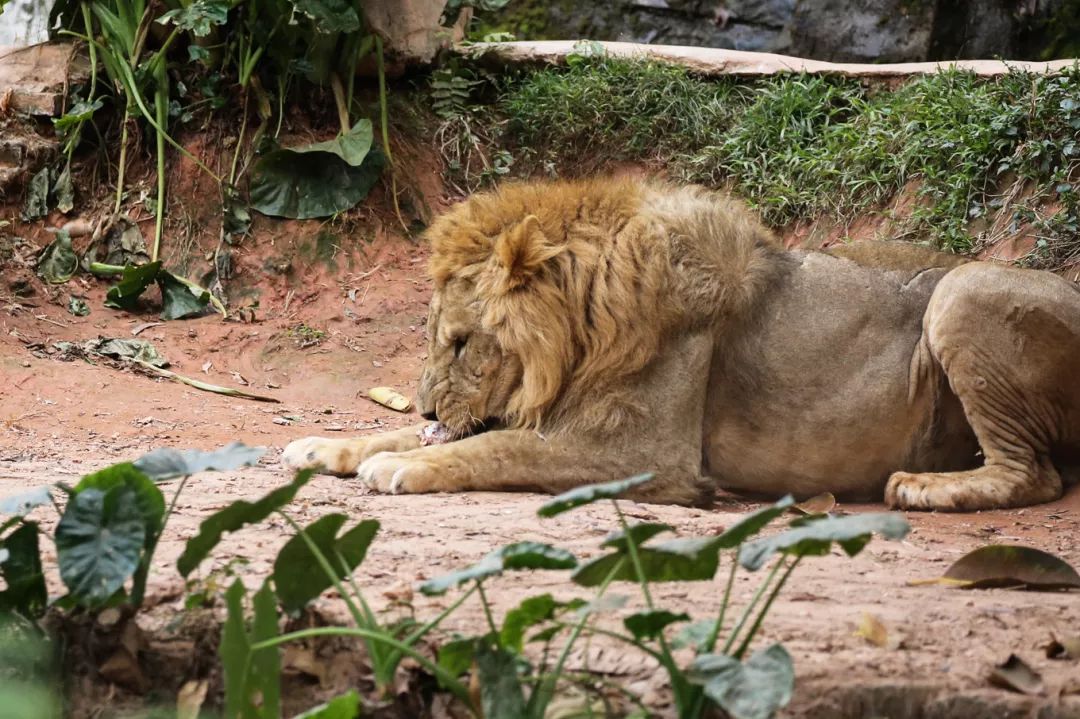 广州长隆野生动物园亲子跟拍,爸爸去哪儿广州长隆野生动物园