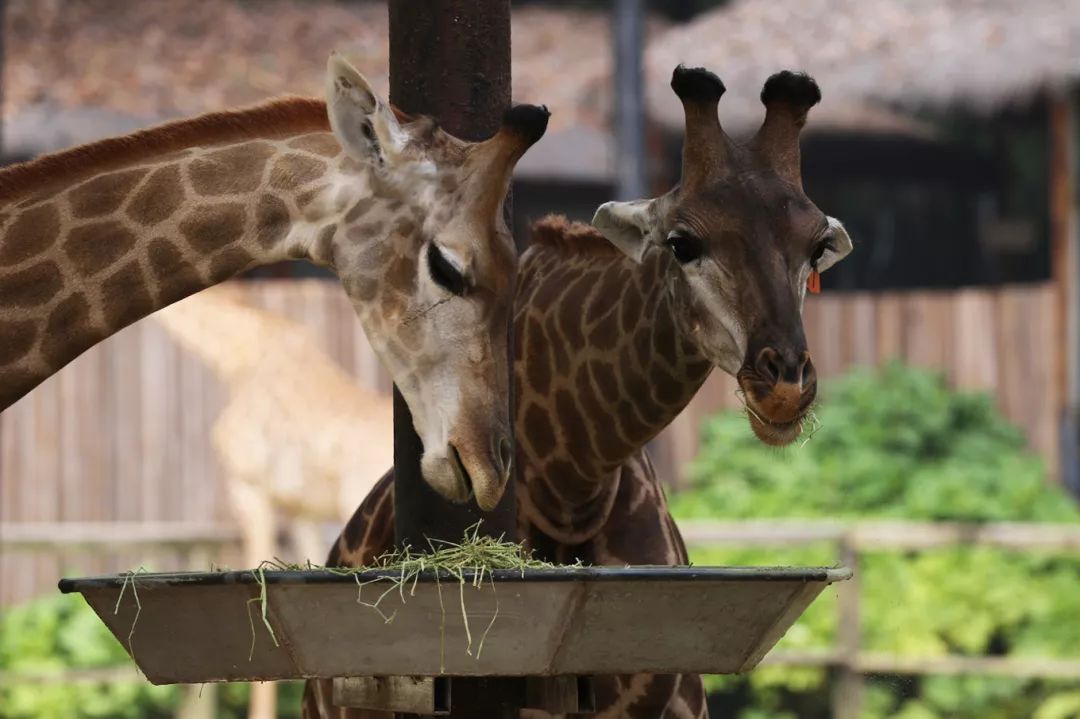 广州长隆野生动物园亲子跟拍,爸爸去哪儿广州长隆野生动物园