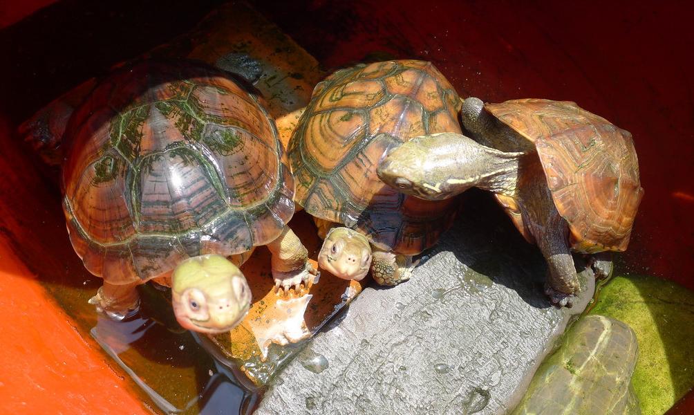 黄喉龟养殖方法和注意事项,黄喉小青龟饲养