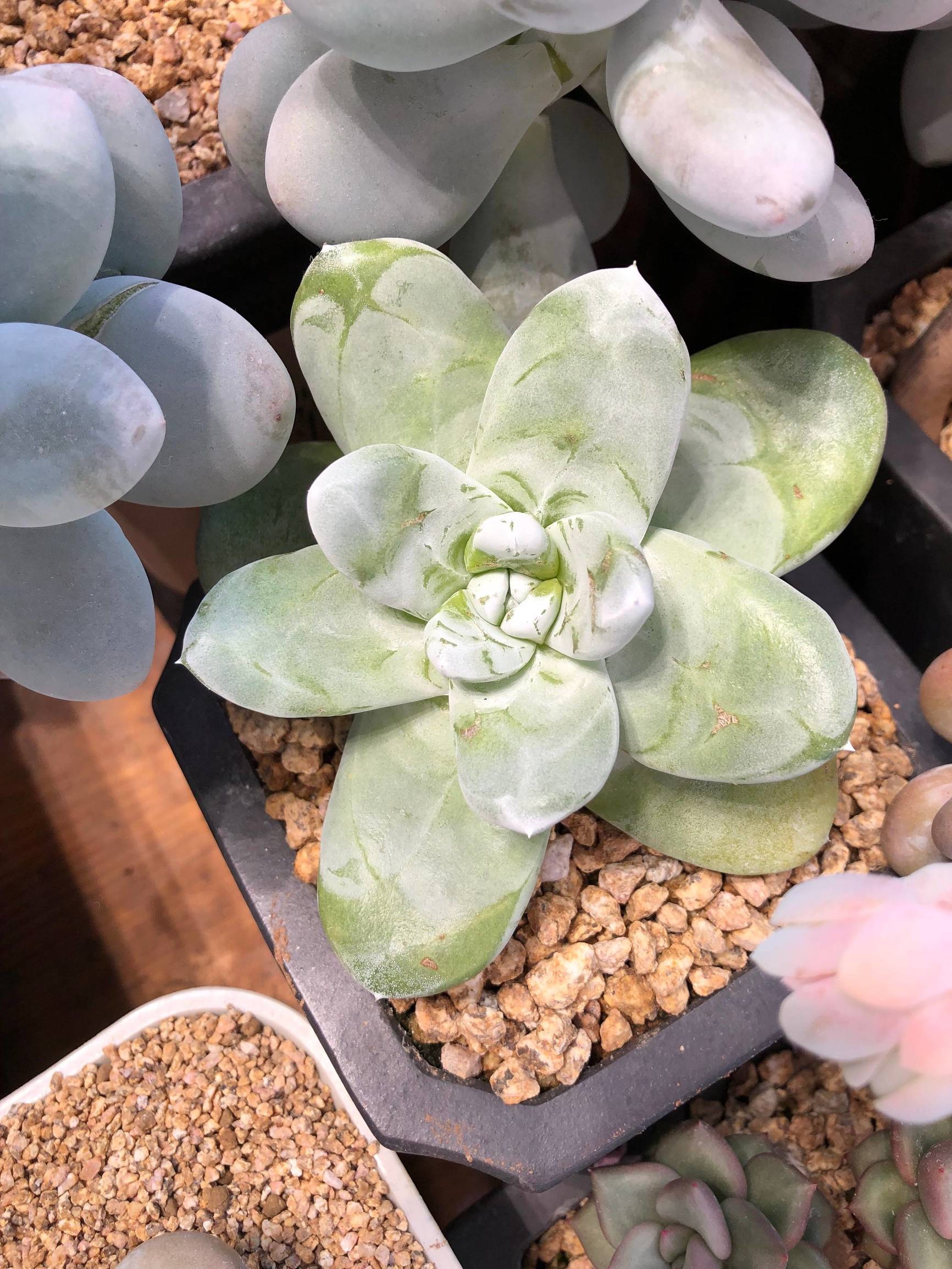 多肉植物仙女杯篇,多肉植物仙女杯