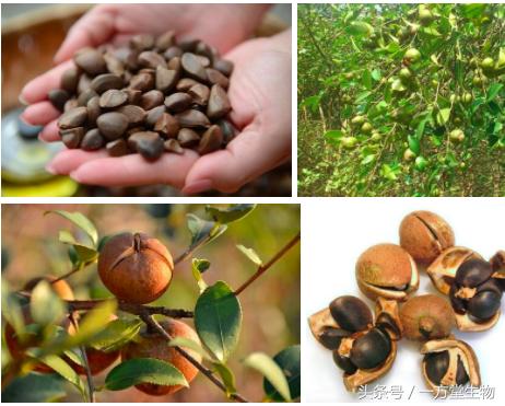 医用护肤品和普通护肤品的区别,普通护肤品孕妇能用吗