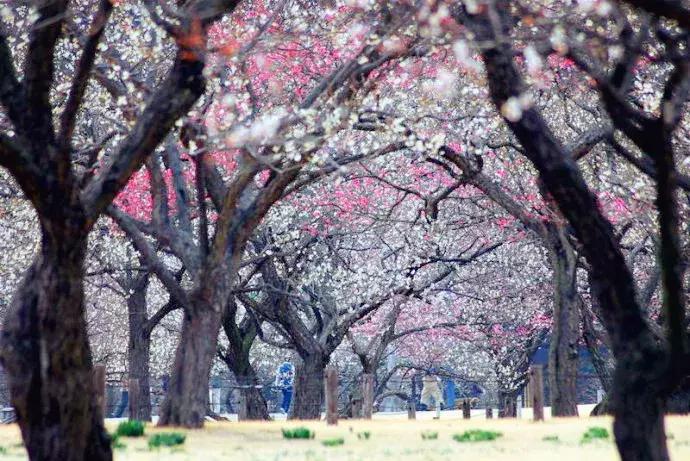河津赏花一日游最佳去处,日本河津早樱最佳季节