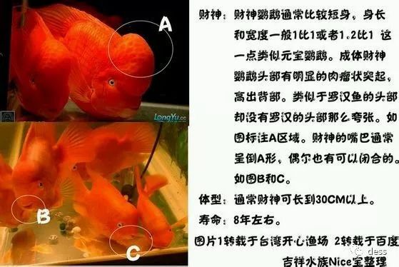 和月轮很像的鹦鹉鱼品种,缅甸鹦鹉鱼品种大全图鉴