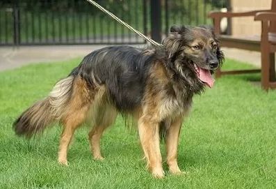 不可不知的动物有哪些,不可不知的狗狗保健常识