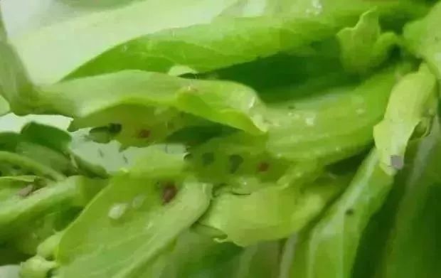 阳台种菜的方法和技巧大全集,阳台种菜的方法和步骤图