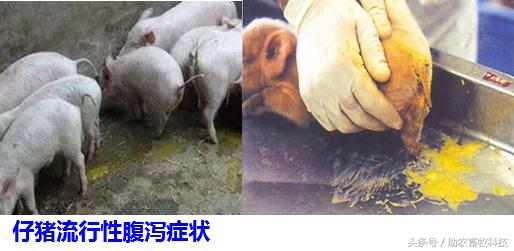 外购仔猪流行性腹泻发生的原因,仔猪喂流行性腹泻疫苗有效果吗