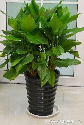 万年青萎蔫变软,万年青叶色发黄原因及解决方法