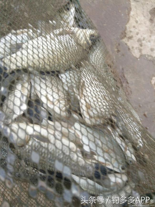 钓鱼新手如何做到钓鱼大师,一个合格钓鱼人应该具备的知识