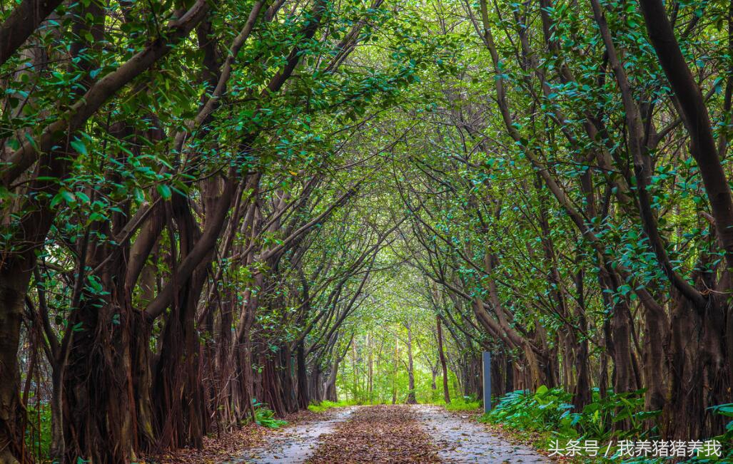 2019年可以申报的农业项目,2018下半年农业项目申报
