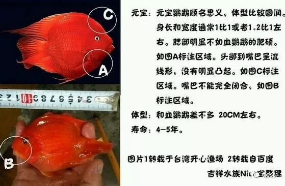 和月轮很像的鹦鹉鱼品种,缅甸鹦鹉鱼品种大全图鉴