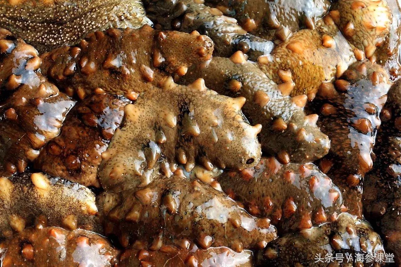 海参营养和鸡蛋营养一样吗,海参是干的有营养还是鲜的有营养