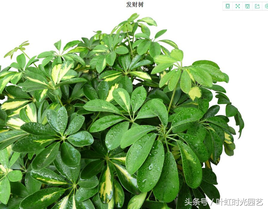 发财树树干有白斑长特别小的虫子,发财树长白斑然后掉叶