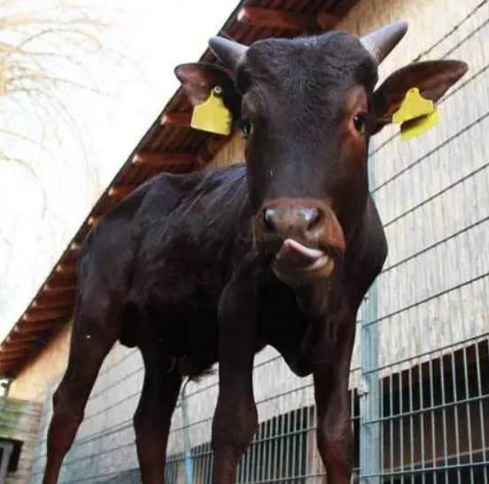 莱比锡新球衣,莱比锡22-23黑色球衣