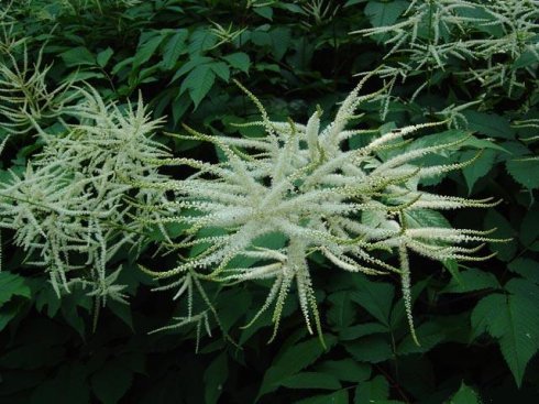 今日全国各大药材市场价格行情,近期药材市场行情走势