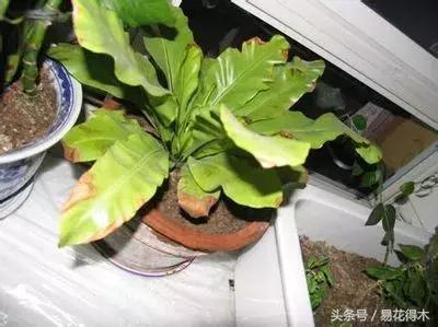 鸟巢蕨叶片发黄是什么原因,鸟巢蕨叶片怎么养护