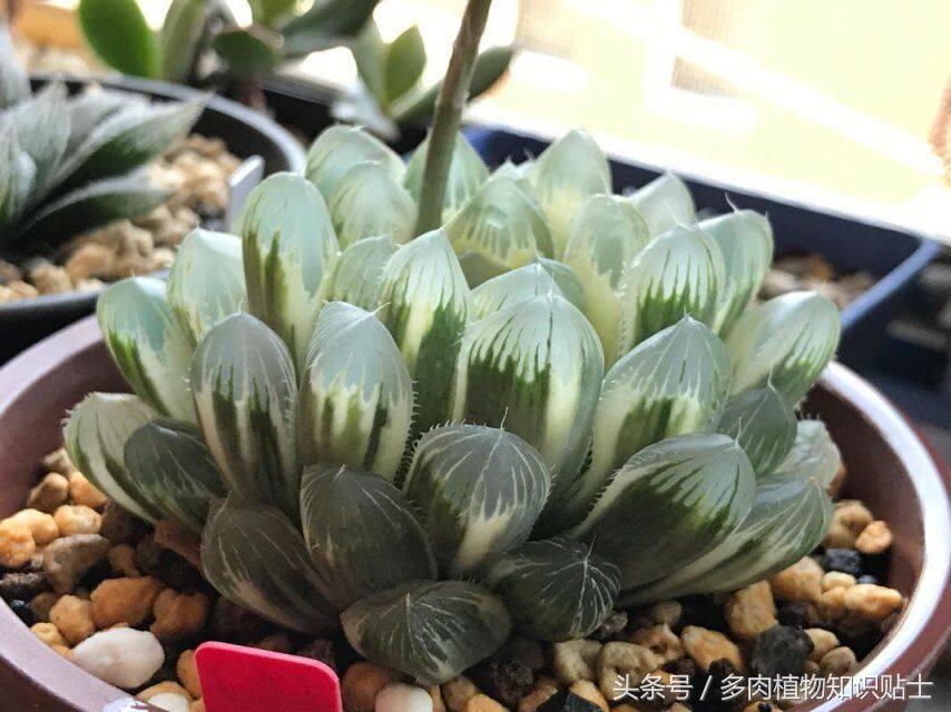 阳台玉露选土,玉露阳台养殖方法