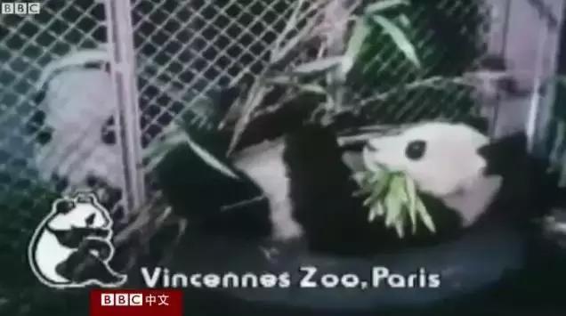 我国国宝大熊猫被外国租借有多难,日本大熊猫悲惨生活