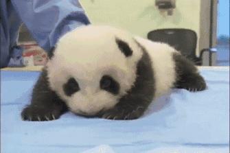 我国国宝大熊猫被外国租借有多难,日本大熊猫悲惨生活