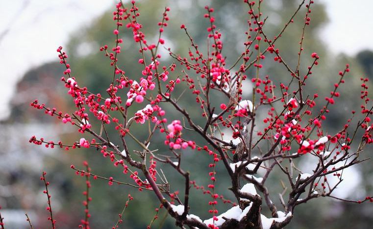 诗词喝火令词牌,诗词喝火令