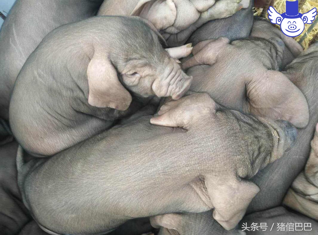 公猪母猪怎样分,如何选择公猪种