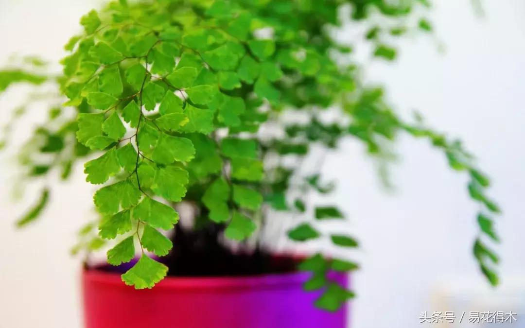 细叶铁线蕨介绍,少女发丝