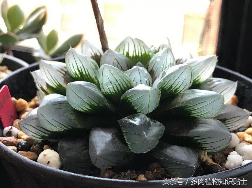 阳台玉露选土,玉露阳台养殖方法