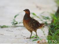 竹鸡知识,竹鸡几种