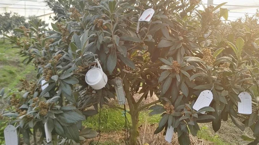 果园标签,果园提升