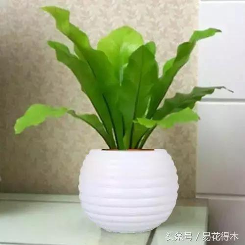 鸟巢蕨叶片发黄是什么原因,鸟巢蕨叶片怎么养护