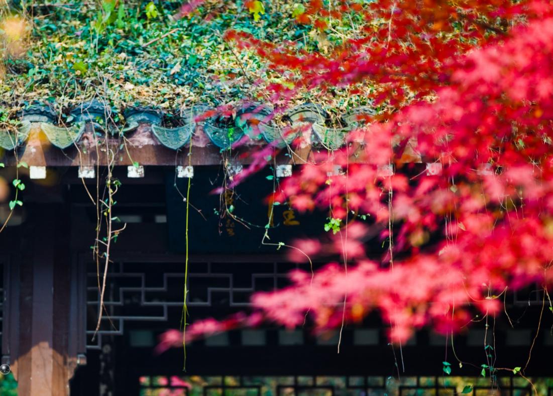 去南京玩要不要去夫子庙,南京五大必游景点夫子庙