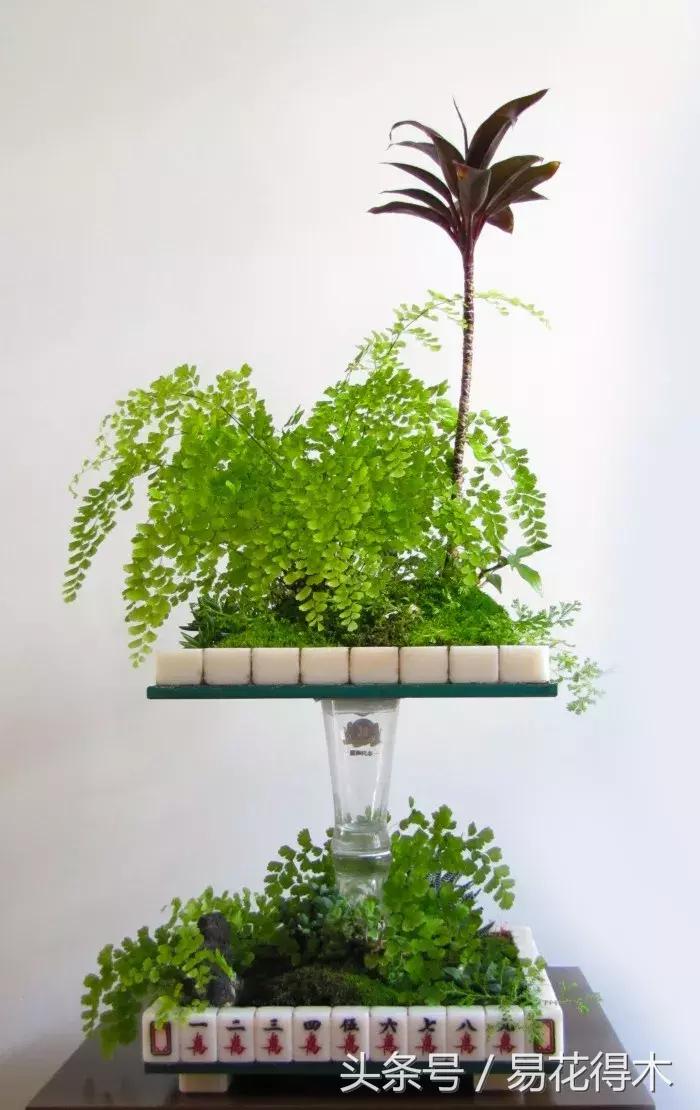 细叶铁线蕨介绍,少女发丝