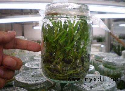 铁皮石斛组培室建设需投资多少,优质铁皮石斛瓶苗种植流程