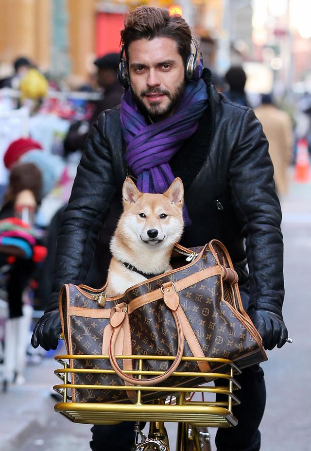 人不如狗系列：住着LV的狗袋，玩着八万元的宠物玩具