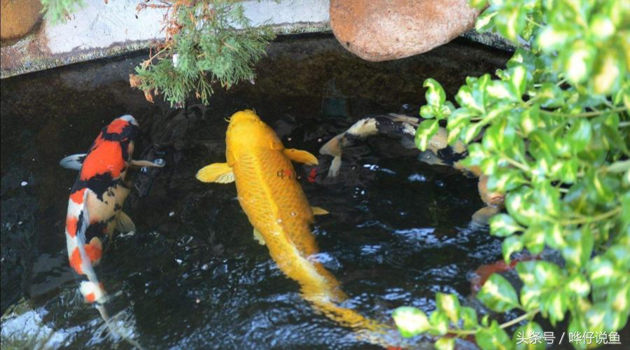 招财养哪种锦鲤最好呢,养锦鲤几条最好旺财