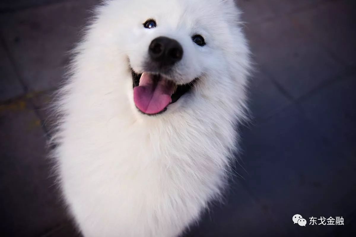 致“狗剩”——那些狗年的剩男剩女们