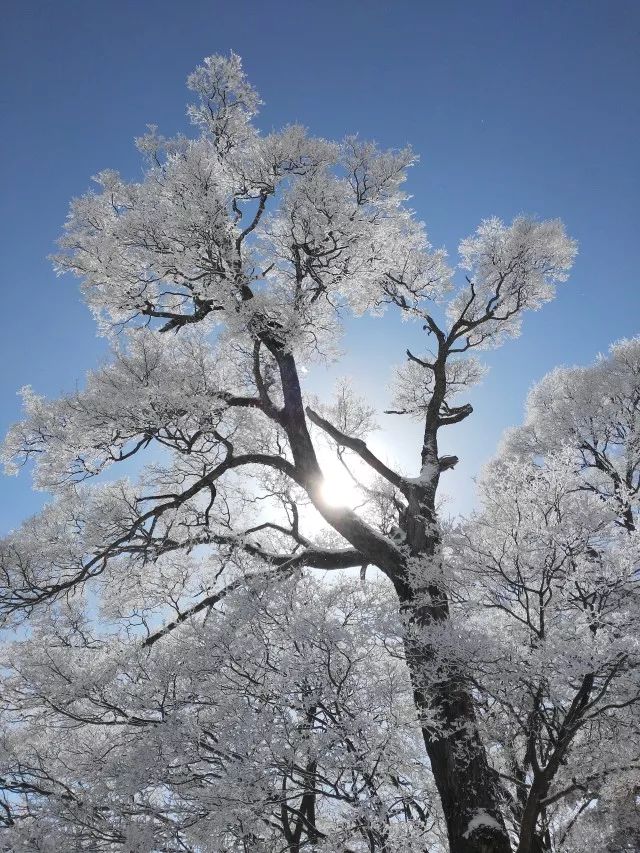 寒气席卷、叶汽成霜……陕西6处大美雾凇奇景上线！