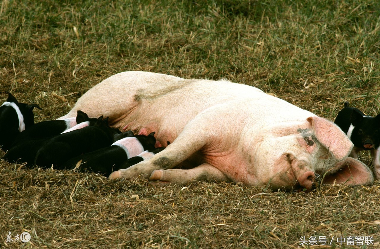 母猪子宫内膜炎发病原因是什么?如何防治母猪子宫内膜炎?