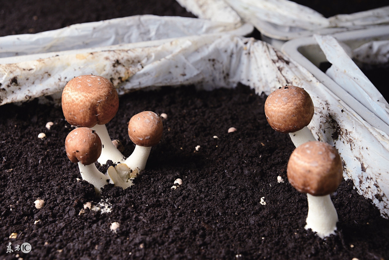 大棚致富新模式,一年创收3万元的农业项目