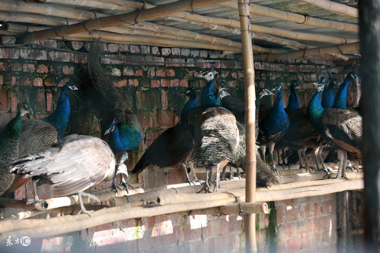 孔雀哪几种可以养,养孔雀有没有前途