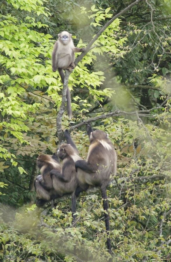 每只黔猴都需要一包“去污粉”