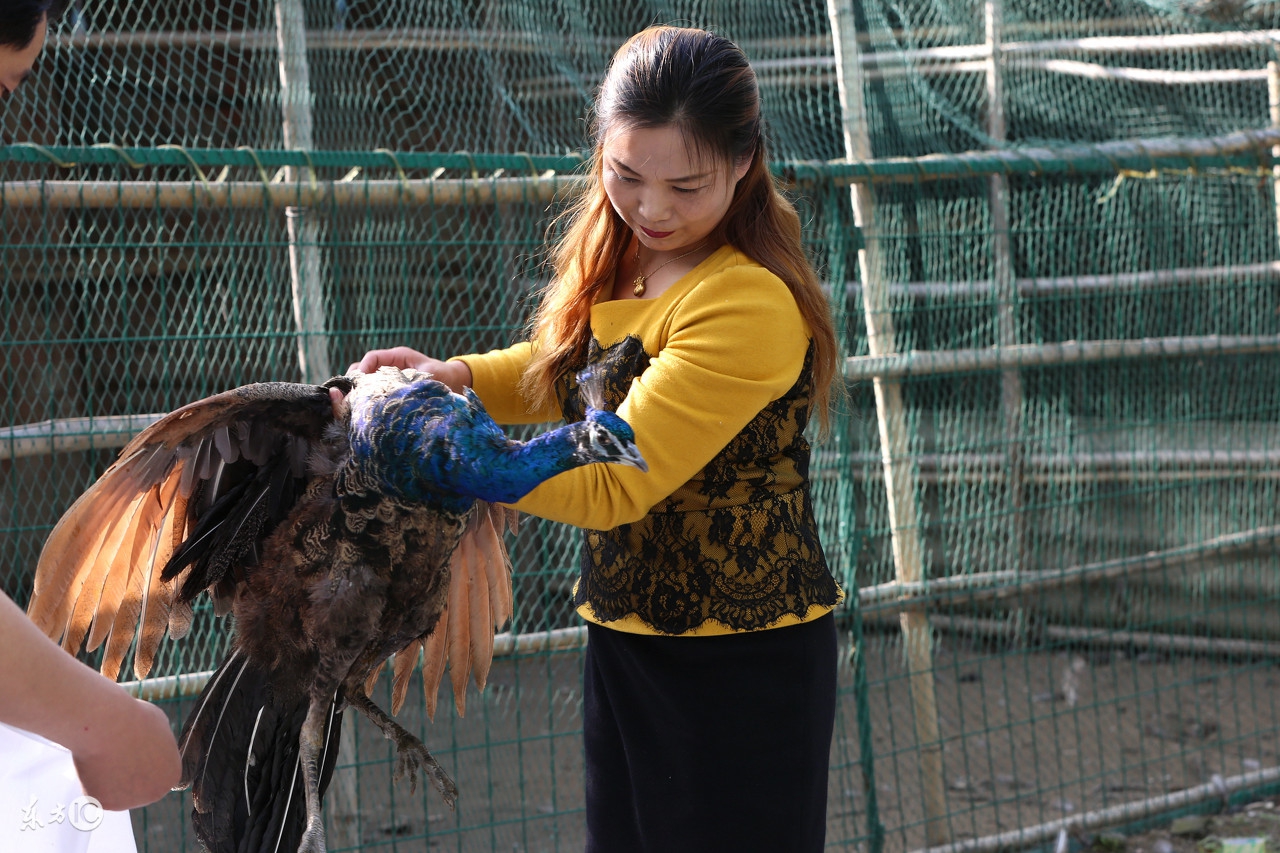 孔雀养殖和家养哪个好些,孔雀是否好养殖