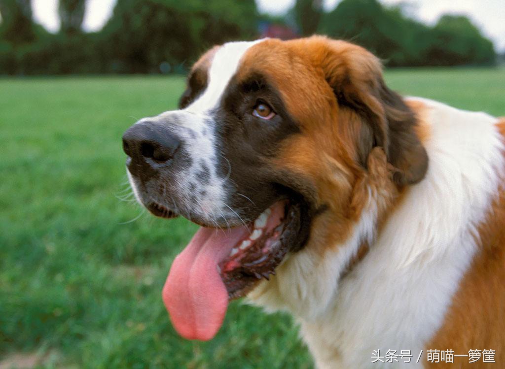 最聪明的中小型狗狗品种排行,攻击性最强的狗狗品种排名