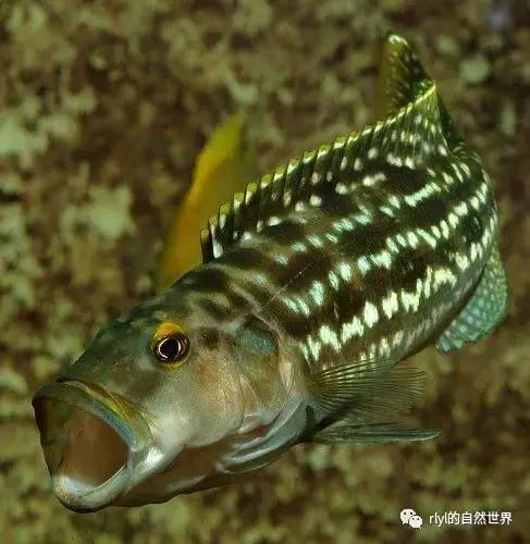 「鱼标本戏说非洲慈鲷」第二章:威严庄重的坦湖酋长——大型炮弹